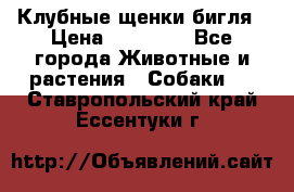 Клубные щенки бигля › Цена ­ 30 000 - Все города Животные и растения » Собаки   . Ставропольский край,Ессентуки г.